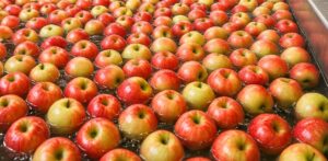 Water tank conveyor at an apple processing plant