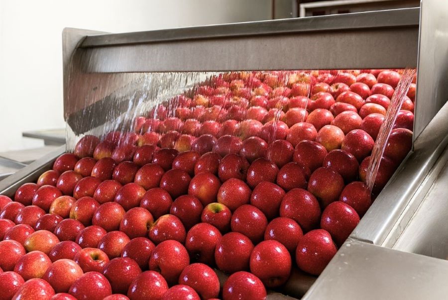 apples being washed on an automatic packing line